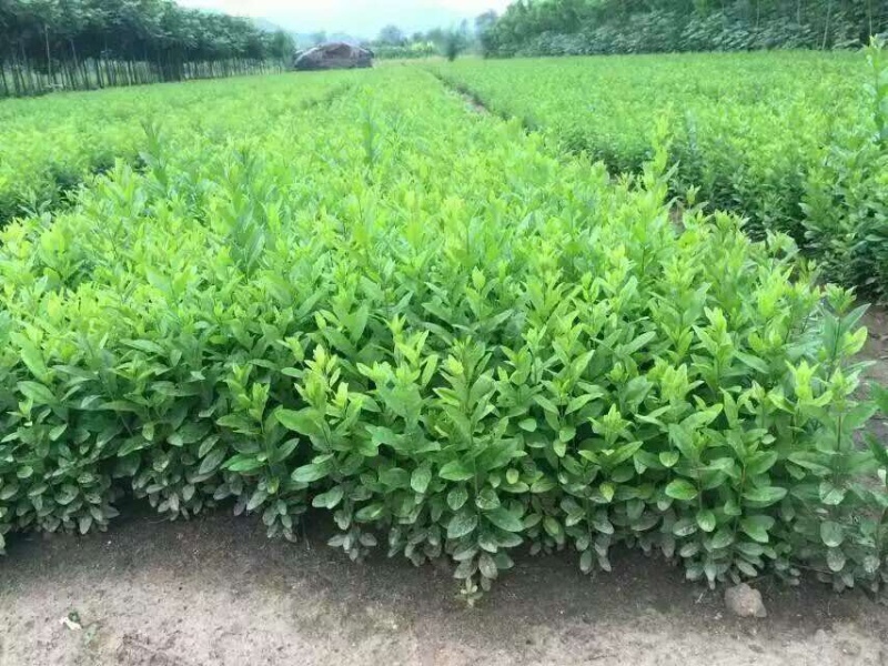 水蜡苗女贞小苗当年苗二年墩工程苗绿篱