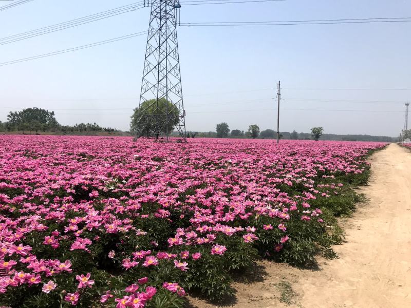 白芍种苗白芍苗批发多花白芍芽