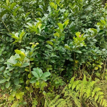 供应优质川佛手柑种苗，种植包回收