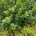 供应优质川佛手柑种苗，种植包回收