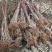 红叶李小苗【东北】多分枝高度40～80及建圃小苗欢迎咨询