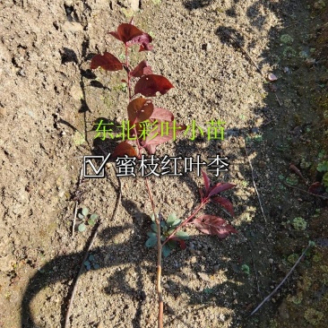 红叶李小苗【东北】多分枝高度40～80及建圃小苗欢迎咨询