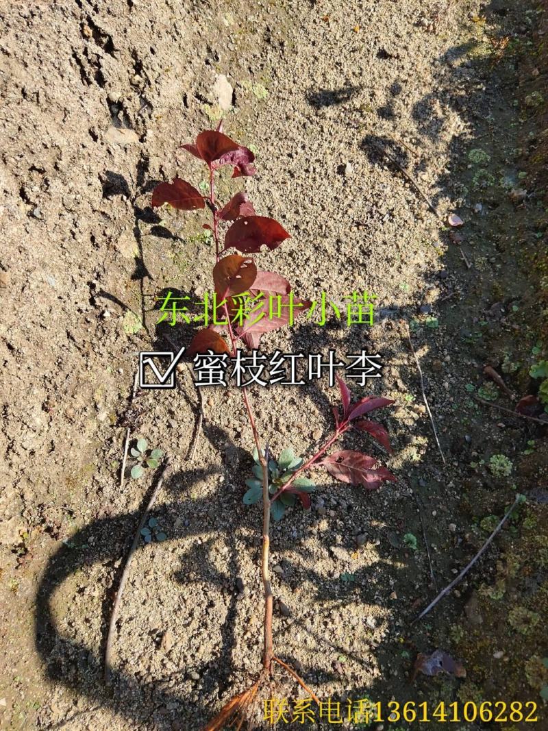 红叶李小苗【东北】多分枝高度40～80及建圃小苗欢迎咨询