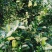 供应优质川佛手柑种苗，种植包回收