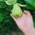 供应优质川佛手柑种苗，种植包回收
