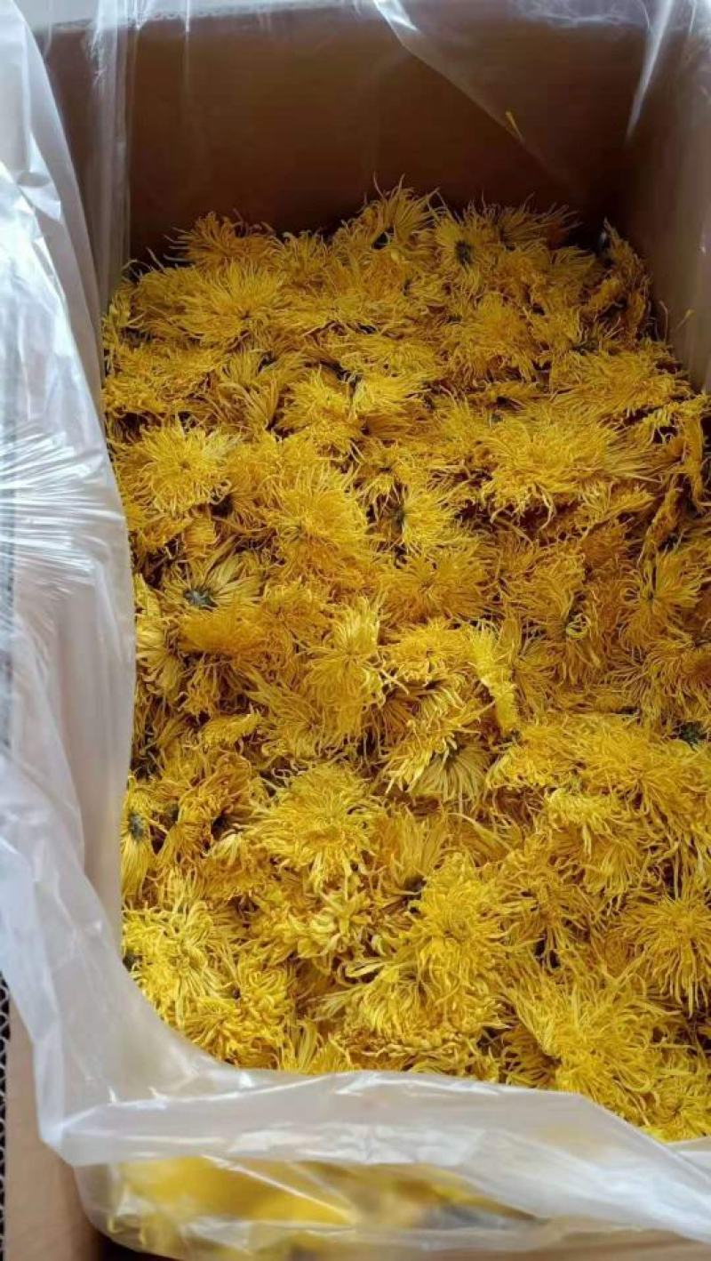 金丝皇菊苗大朵金丝皇菊苗
