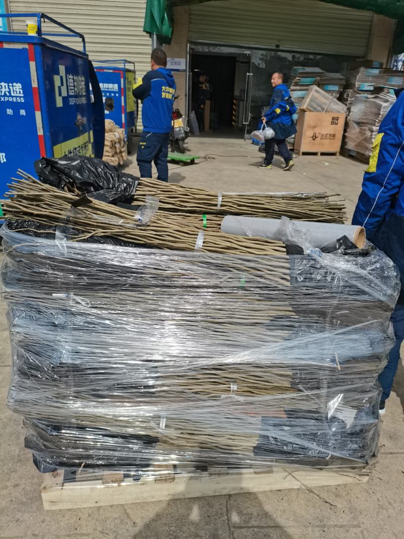 杜仲苗一年生杜仲小苗杜仲绿化苗