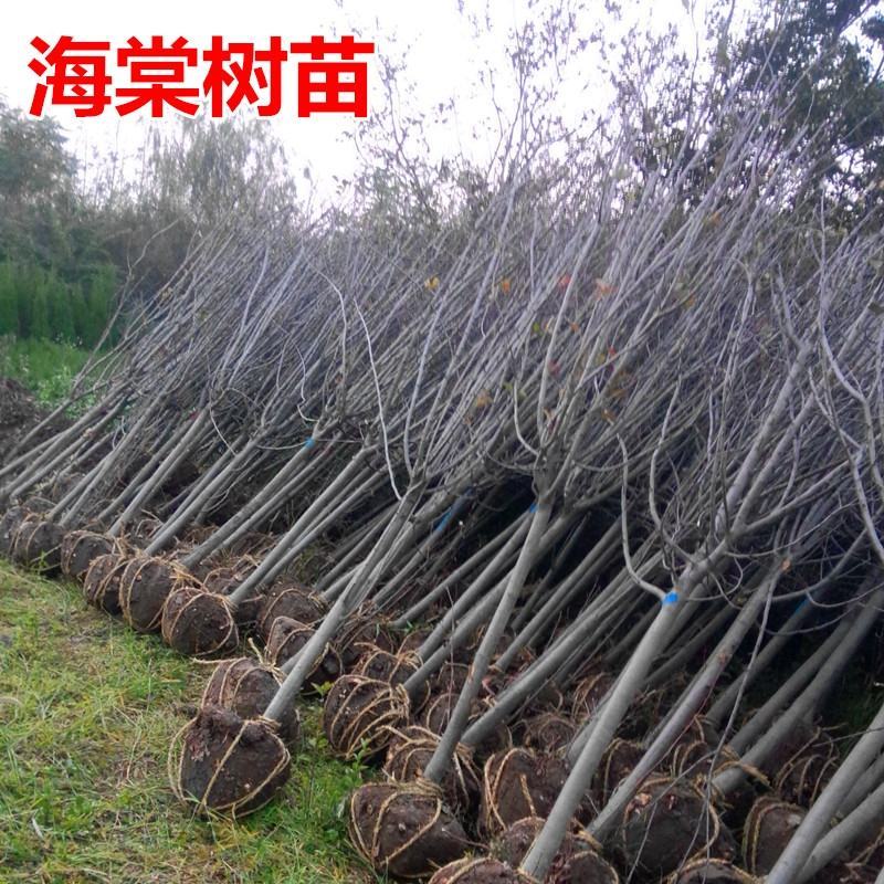 高杆西府海棠垂丝海棠北美海棠庭院绿化工程行道苗木盆栽花卉