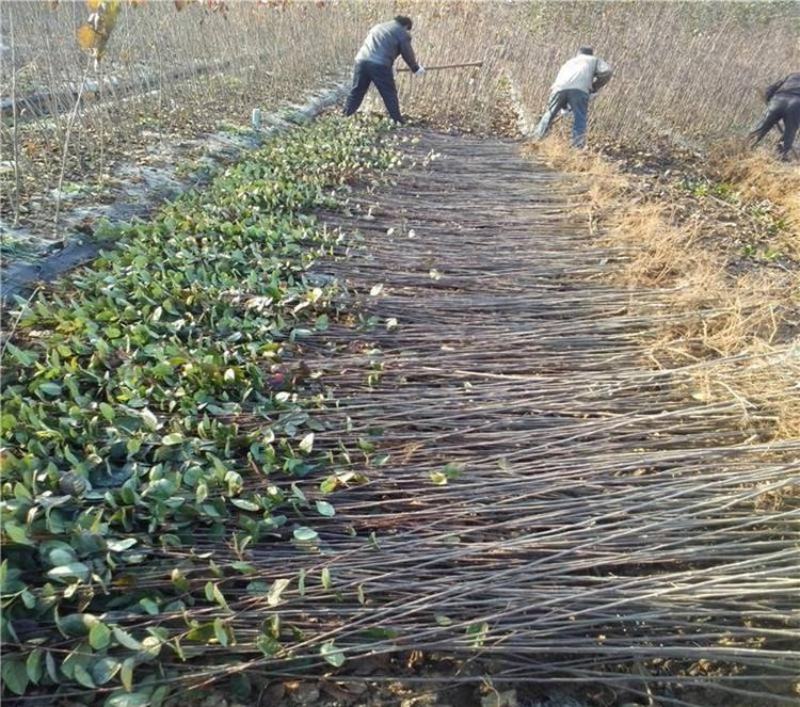 高杆西府海棠垂丝海棠北美海棠庭院绿化工程行道苗木盆栽花卉
