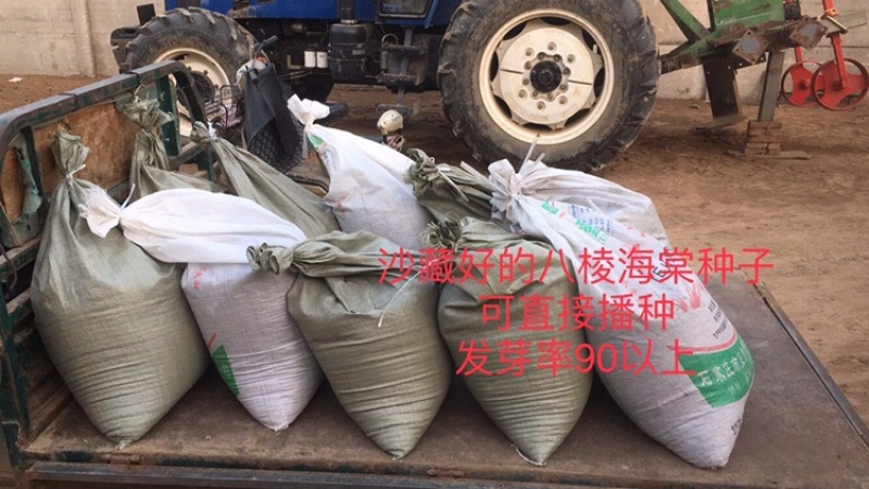 产地直销新下来的八棱海棠种子，种子饱满！
