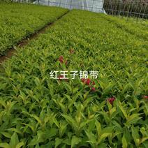 红王子锦带小苗，【东北】高度40～60及建圃小苗工程用苗