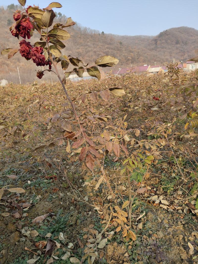 四季玫瑰小苗，【东北】以及工程用苗，诚信合作