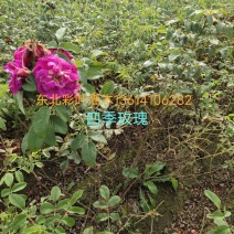 四季玫瑰小苗，【东北】以及工程用苗，诚信合作