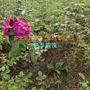 四季玫瑰小苗，【东北】以及工程用苗，诚信合作