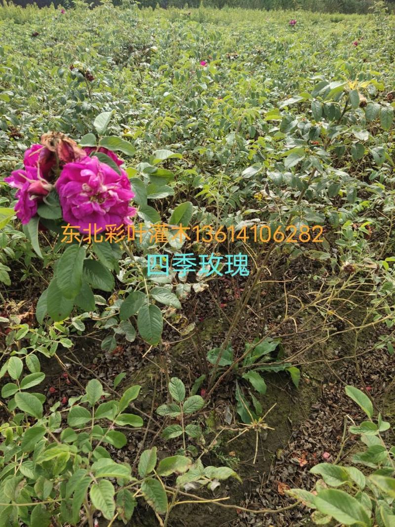 四季玫瑰小苗，【东北】以及工程用苗，诚信合作