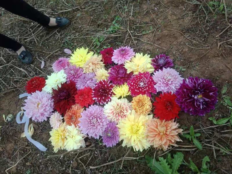 大丽花种球，甘肃省定西市临洮精品大丽花出售，量大从优