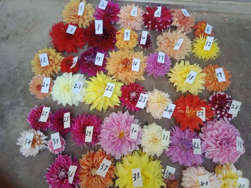 大丽花种球，甘肃省定西市临洮精品大丽花出售，量大从优