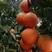 卡拉卡拉红肉脐橙嫁接苗品种保证基地直发