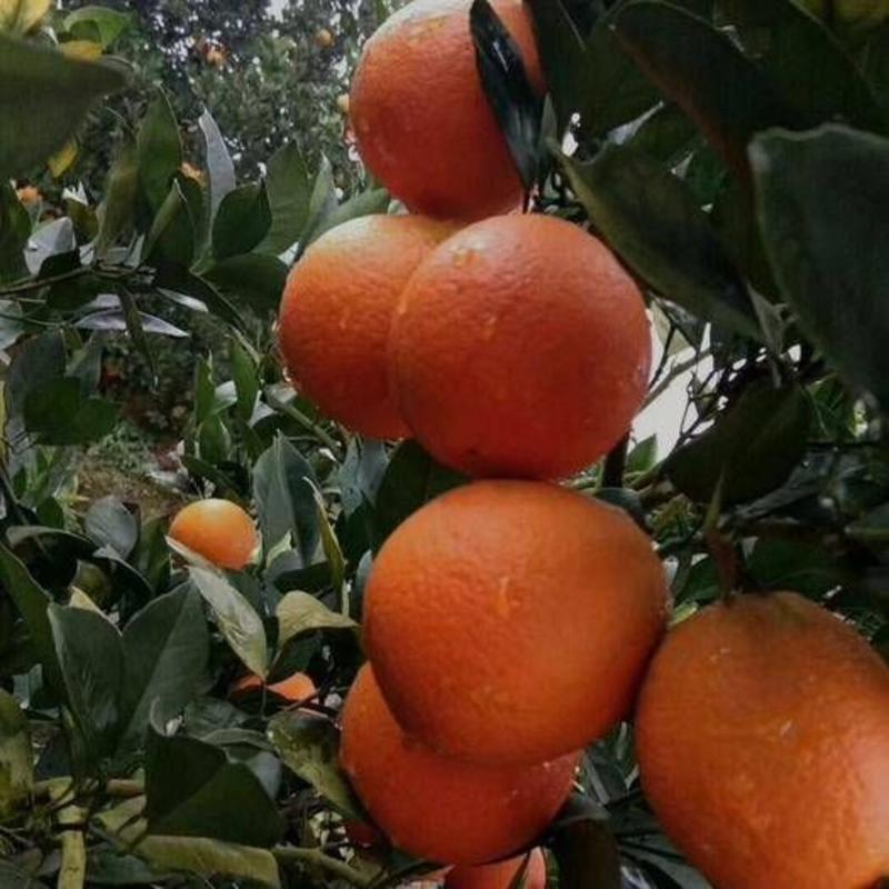 卡拉卡拉红肉脐橙嫁接苗品种保证基地直发