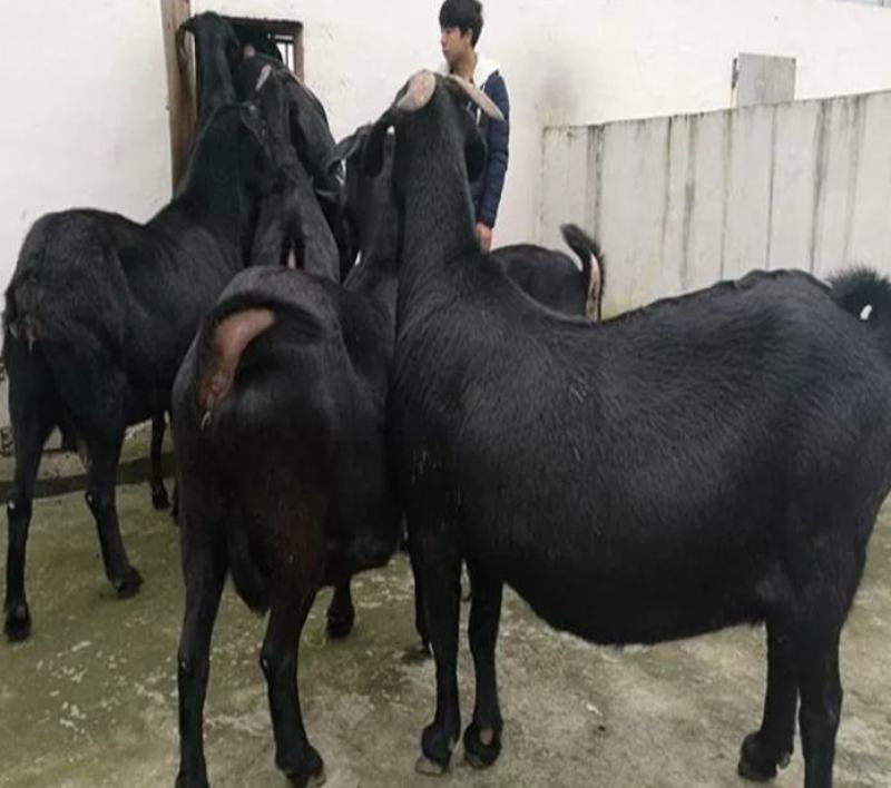 波尔山羊怀孕母羊小羊苗肉羊种公羊全国免费运输