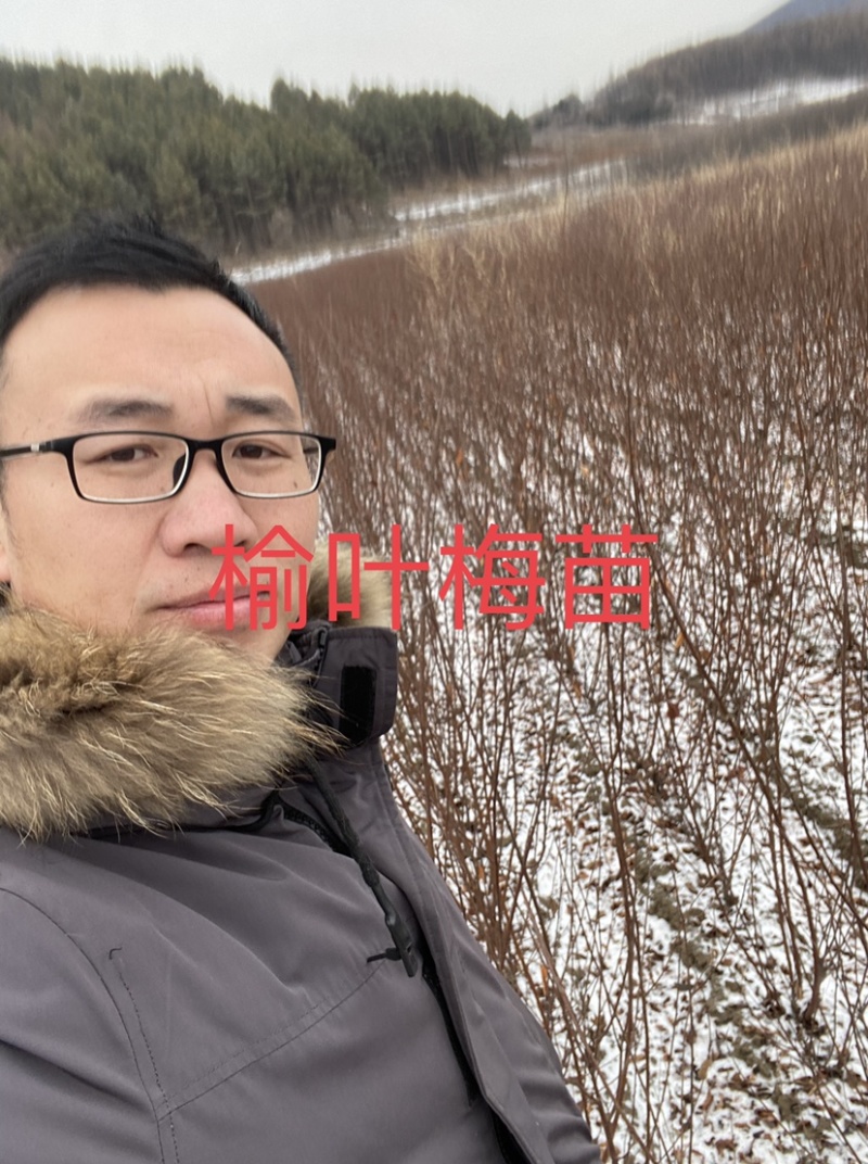 榆叶梅苗扦插小苗二年墩当年苗工程绿化苗木