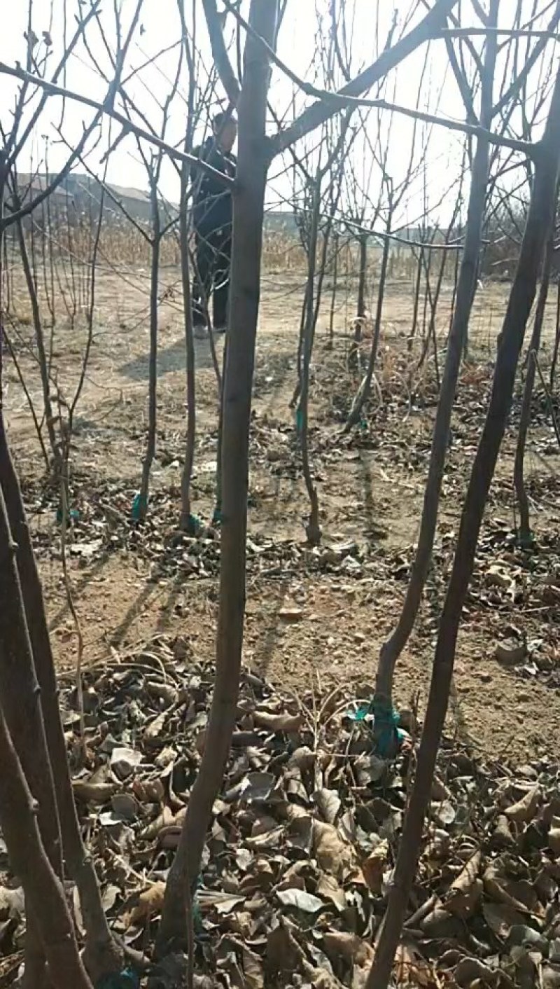 红梨树苗，早酥梨苗规格：0.8公分以上，建红梨园，盆栽观