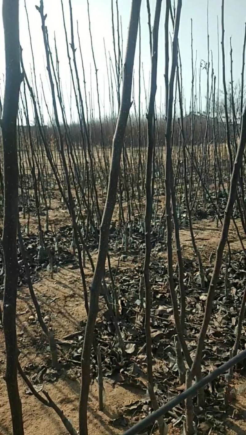 红梨树苗，早酥梨苗规格：0.8公分以上，建红梨园，盆栽观