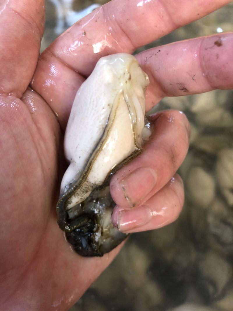 生蚝肉新鲜现剥批发价