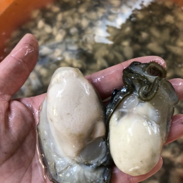 生蚝肉新鲜现剥批发价