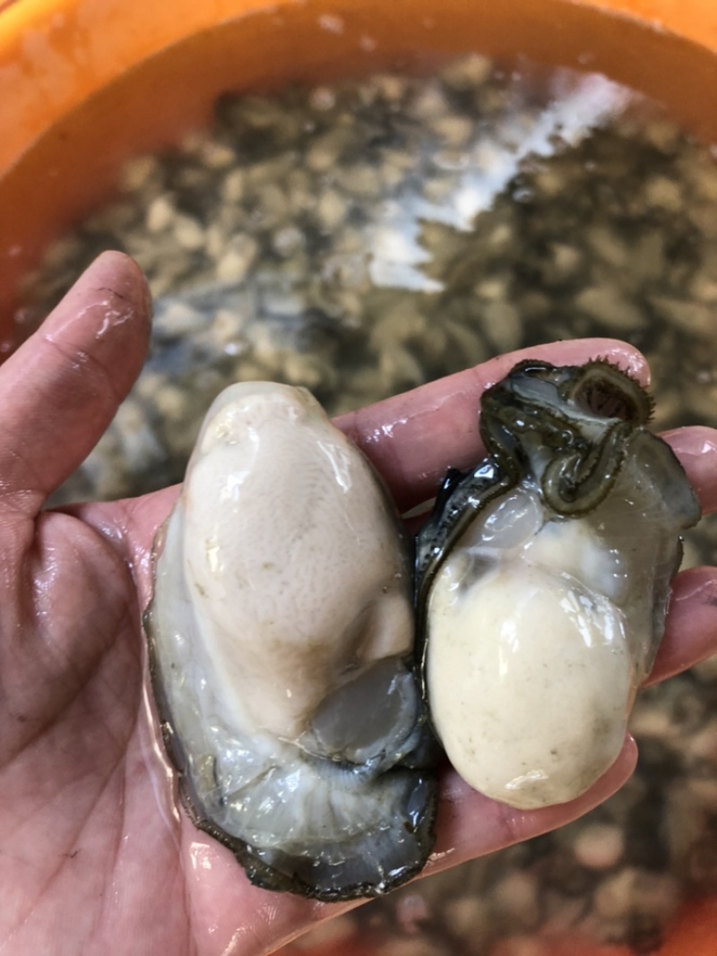 生蚝肉新鲜现剥批发价