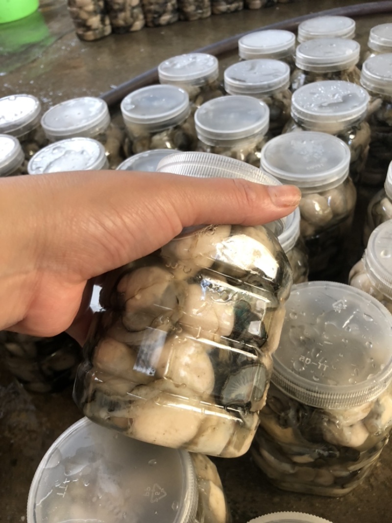 生蚝肉新鲜现剥批发价