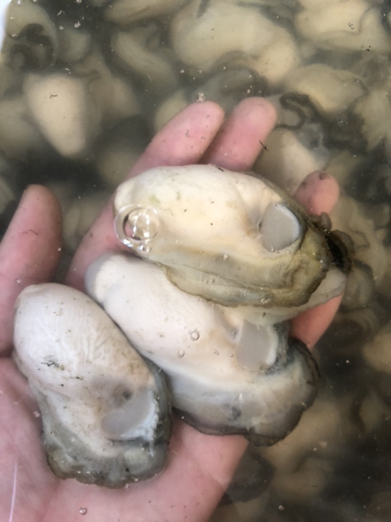 生蚝肉新鲜现剥批发价