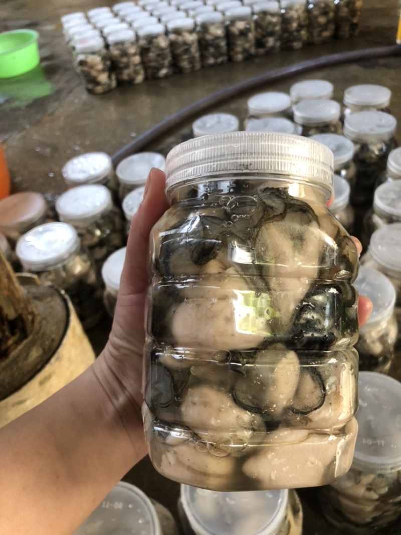 生蚝肉新鲜现剥批发价