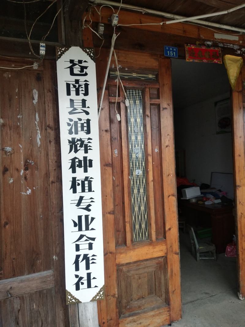 专业种植无公害西红柿，大红和粉红