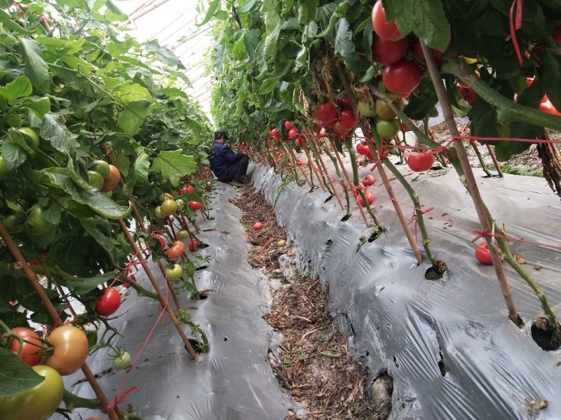 专业种植无公害西红柿，大红和粉红