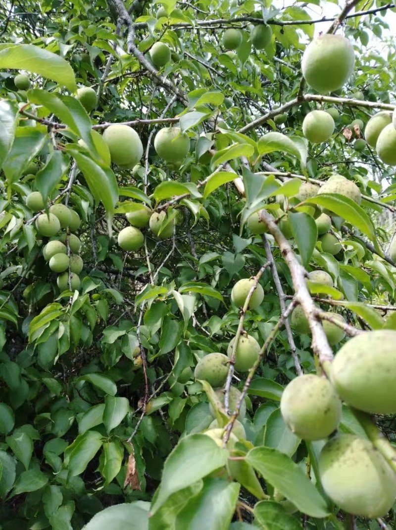 大玉酸梅苗，大量供应