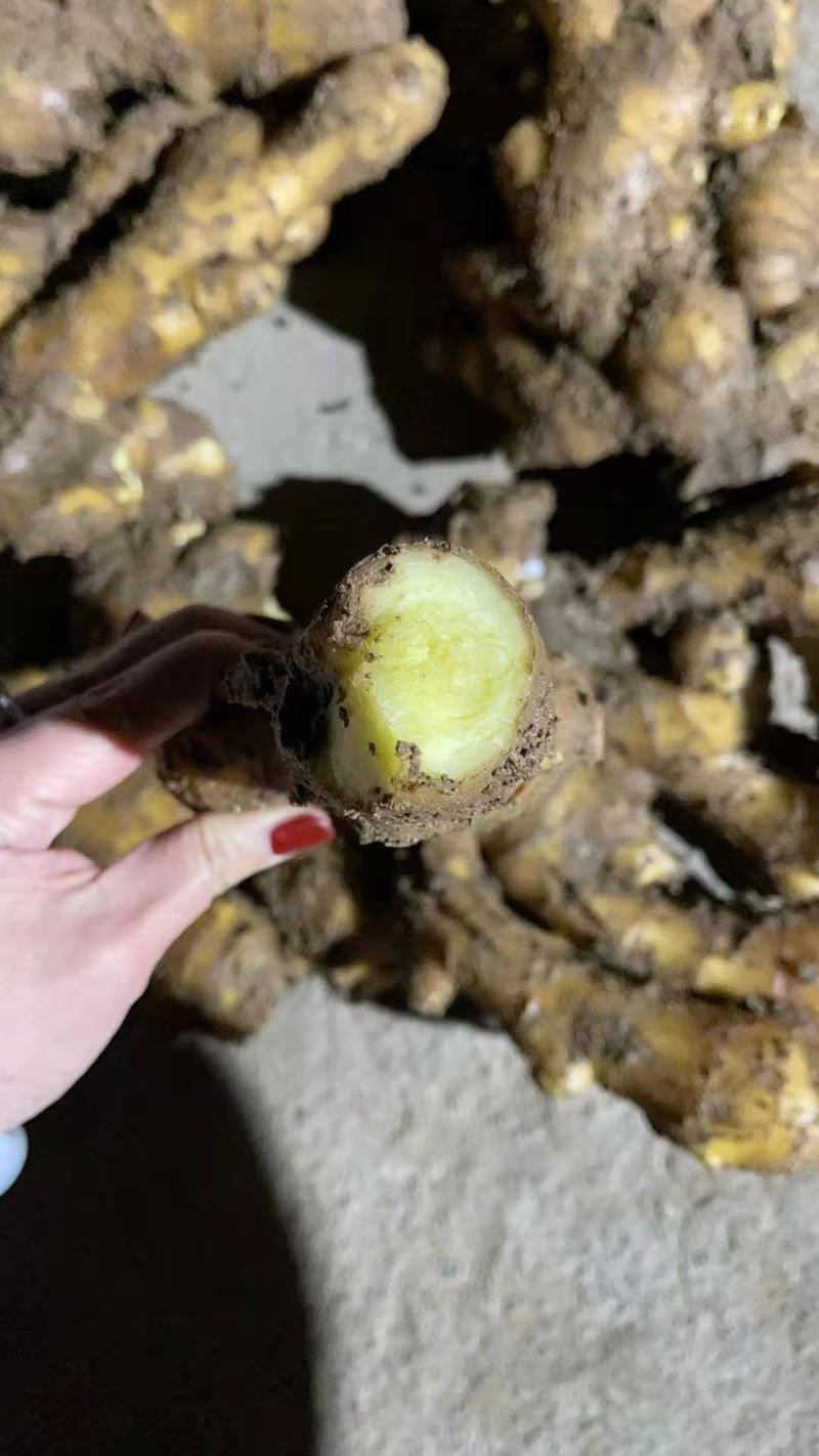 大黄姜，深井地窖，货源充足，价格公道，全国发货保证品质