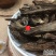云南野生中药材虎掌草见风青狗脚迹500g包邮