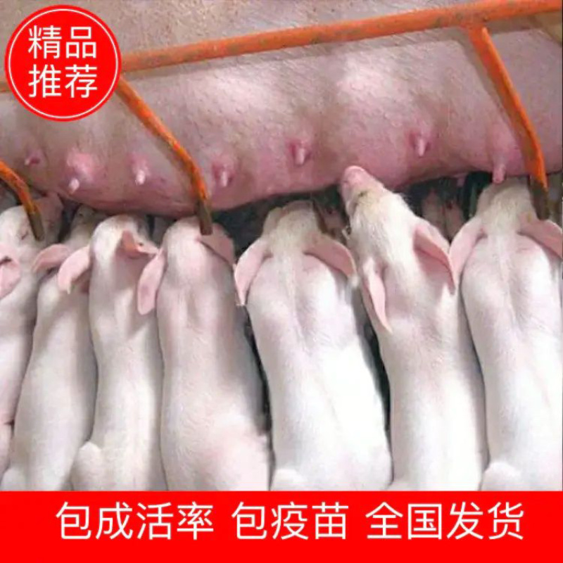 【山东优良仔猪】全国包运输包成活检疫合格品种繁多