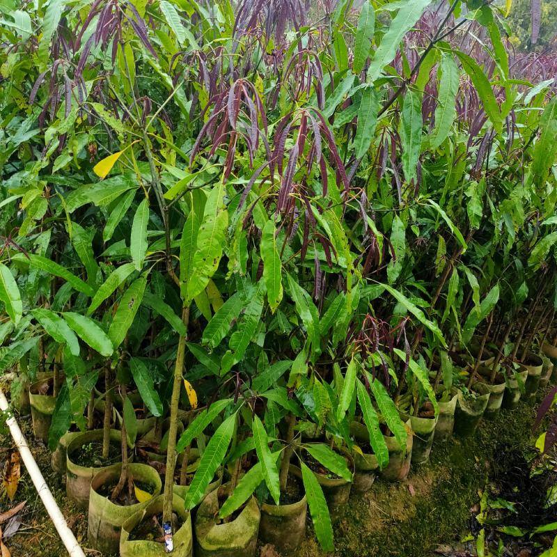 扁桃苗木，城市绿化苗木