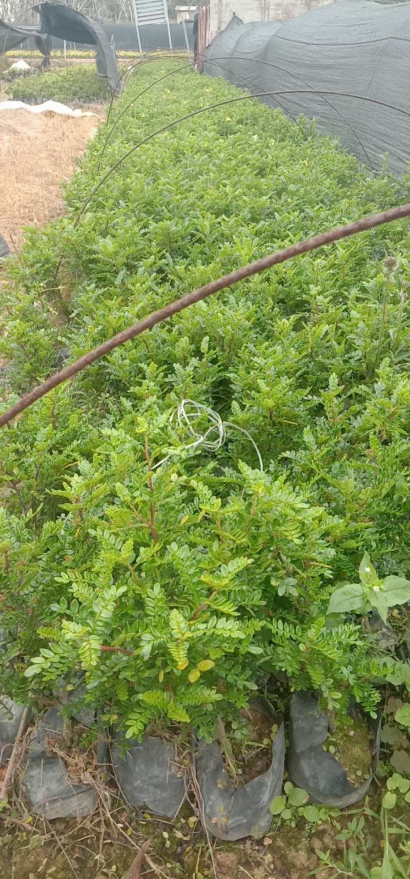 长期供应绿化苗木与胡椒木盆苗