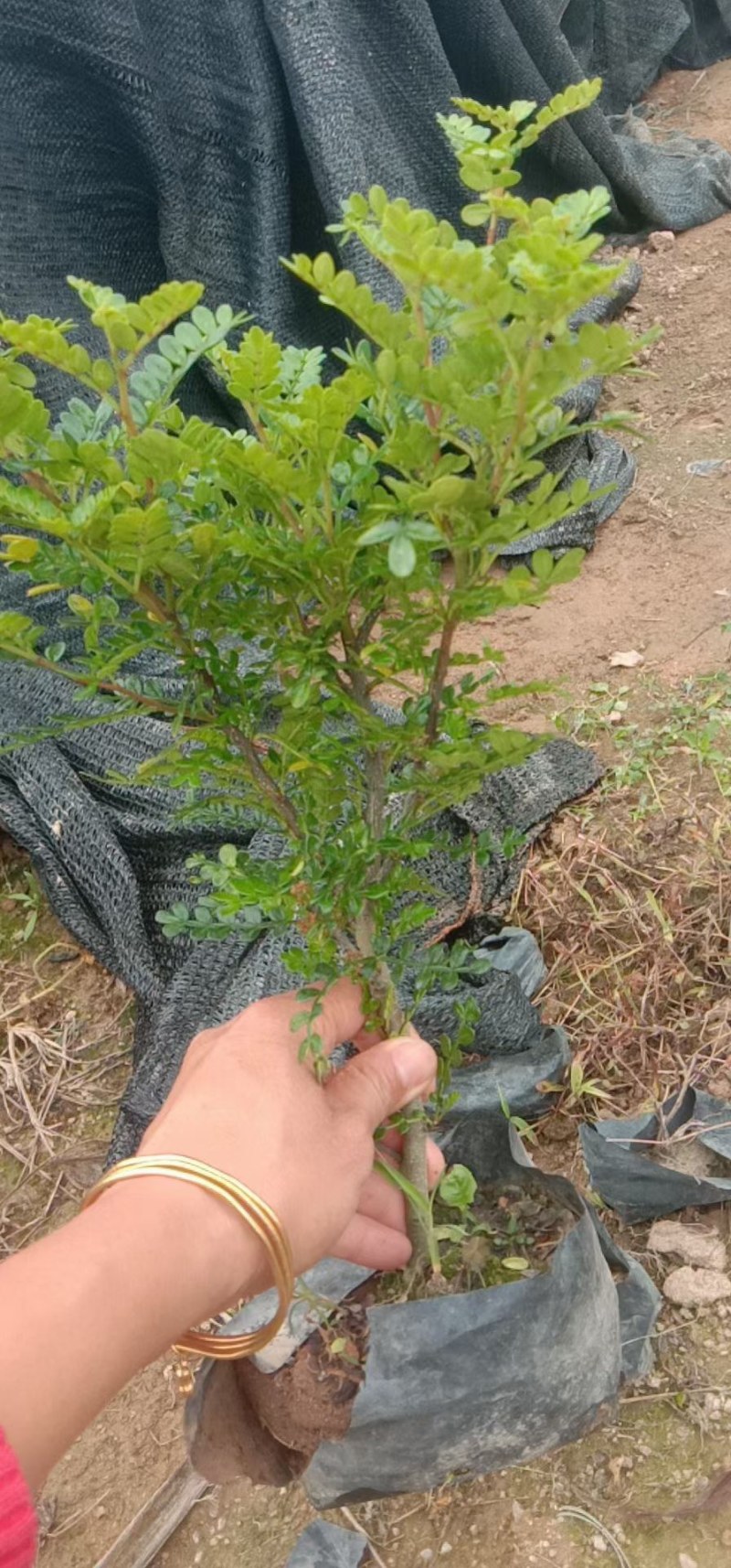 长期供应绿化苗木与胡椒木盆苗
