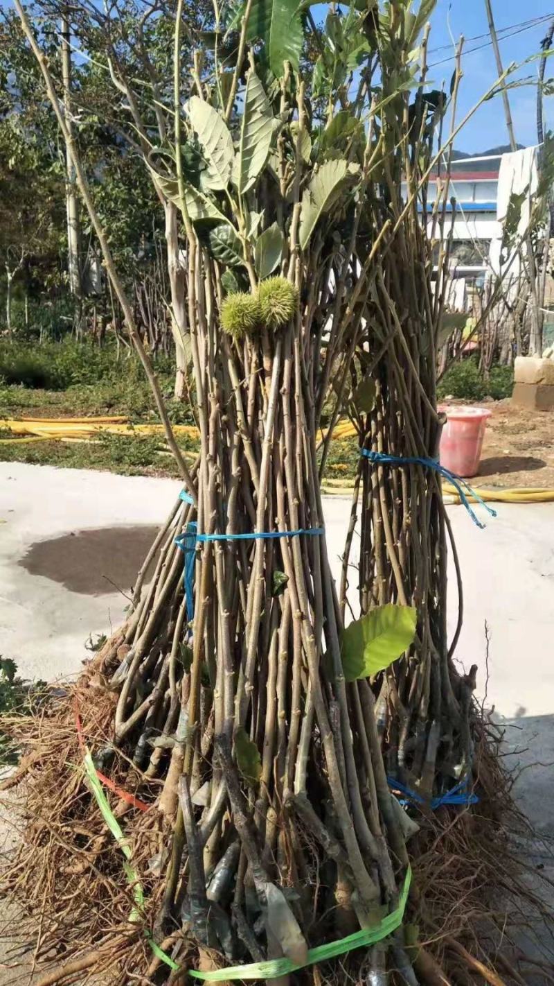 【精品】板栗苗品种苗，优质嫁接苗，包成活免费提供技术