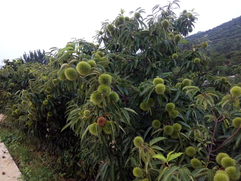 【精品】板栗苗品种苗，优质嫁接苗，包成活免费提供技术