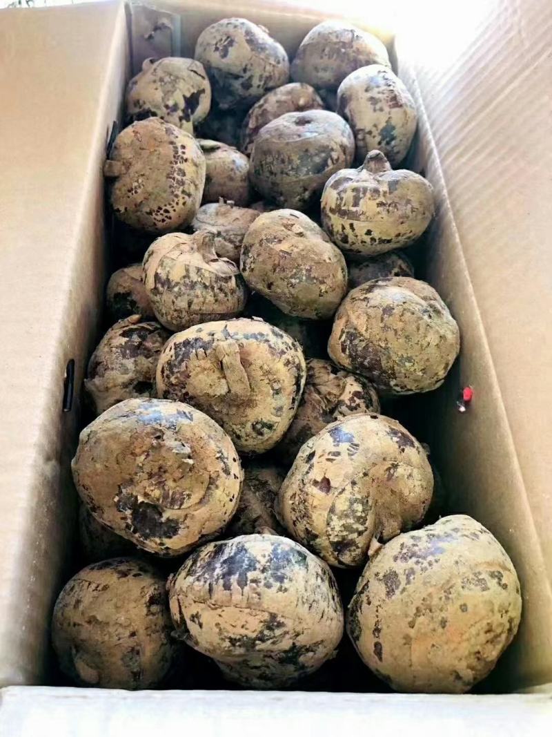 广东始兴万亩马蹄供应基地市场果电商果加工果进出口
