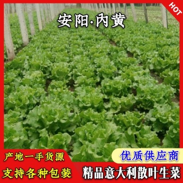 生菜精品意大利生菜产地现摘现发商超质量保证