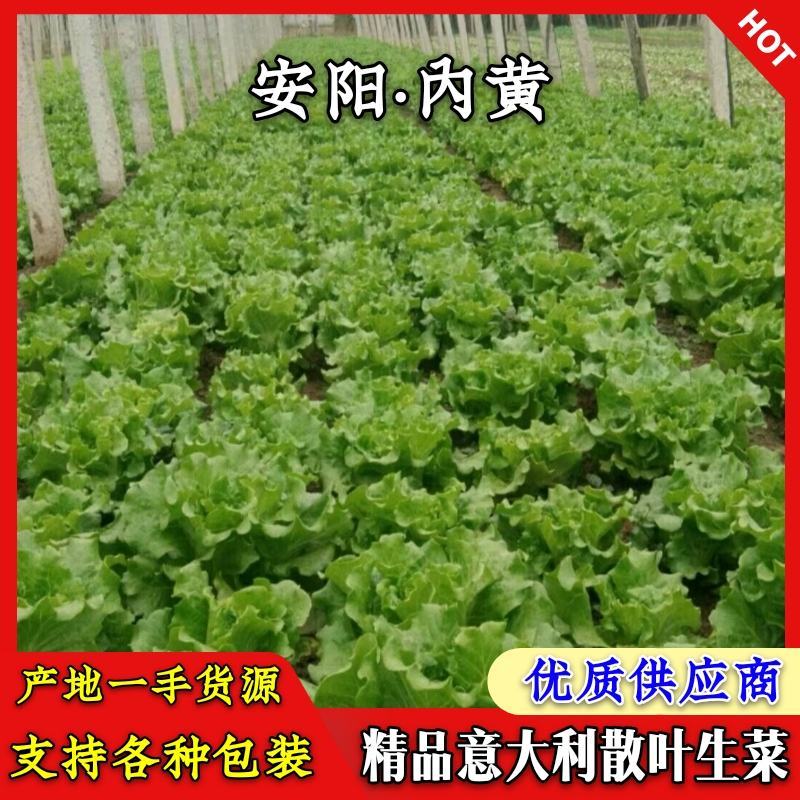 生菜精品意大利生菜产地现摘现发商超质量保证