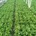 生菜精品意大利生菜产地现摘现发商超质量保证