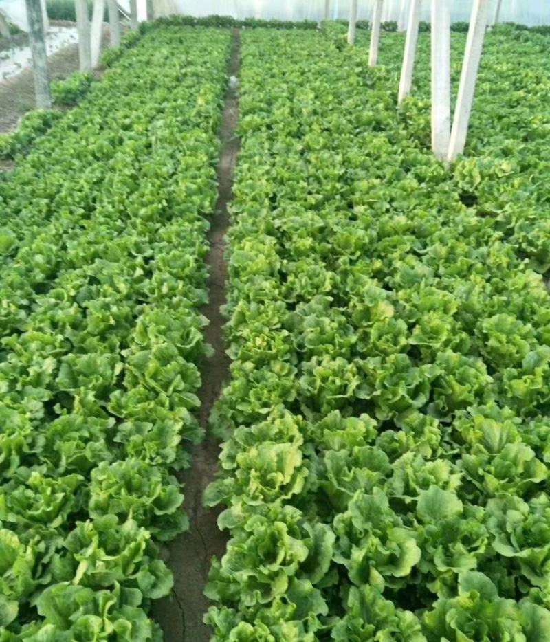 生菜精品意大利生菜产地现摘现发商超质量保证