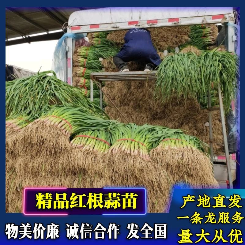 蒜苗安阳红根蒜苗诚信合作货物真实